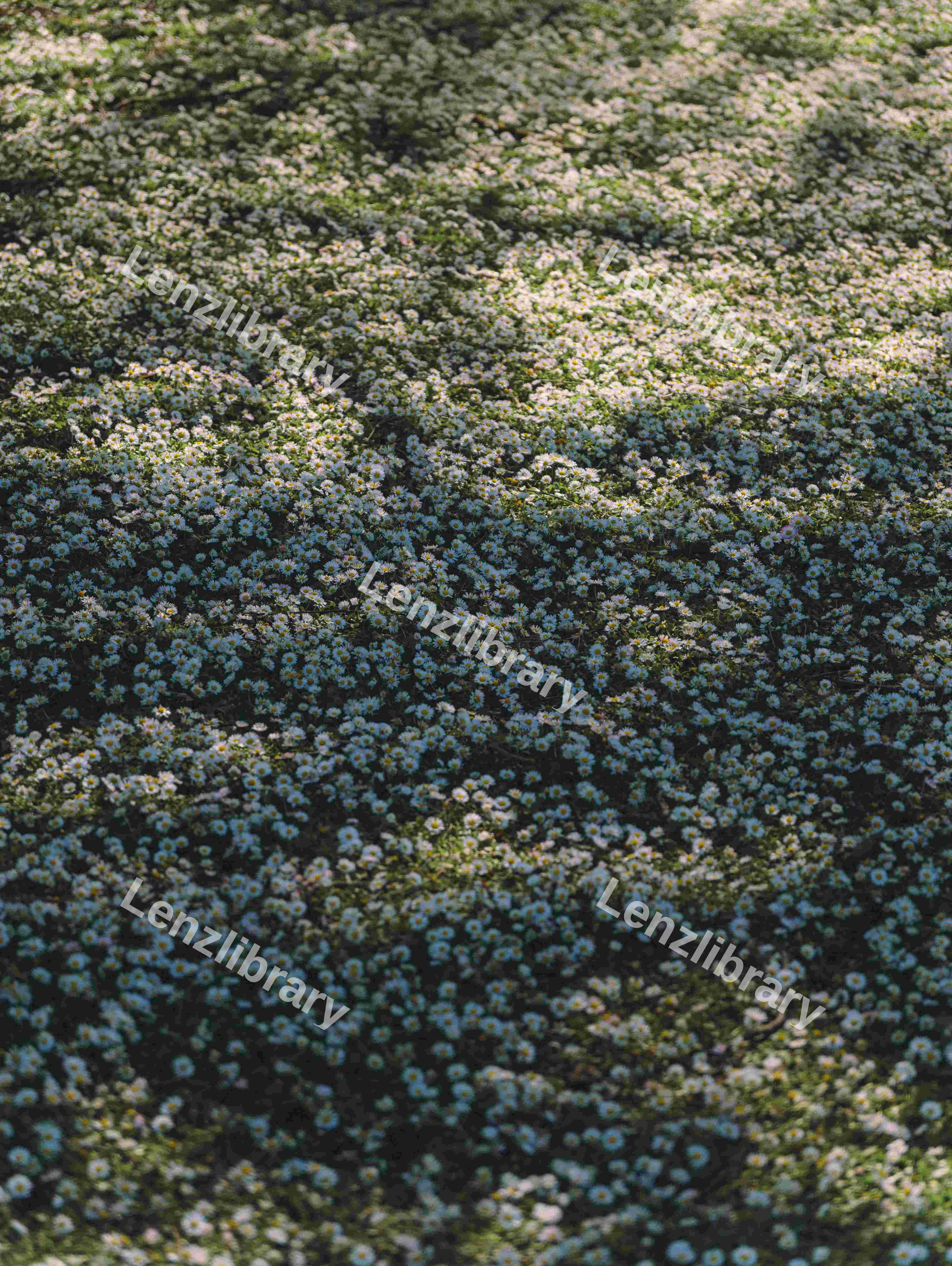 Grass Full Of Daisy